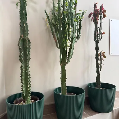 Loft 360º View - La Casa De La Esquina Σπίτι διακοπών Tejeda (Gran Canaria)